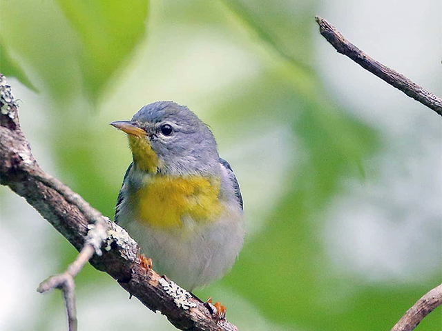 Northern Parula by Keith Watson